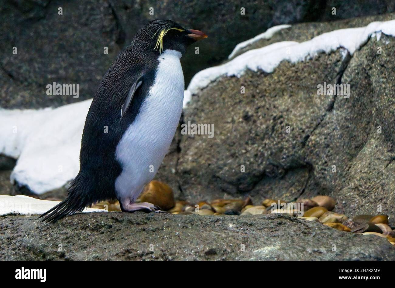 Rockhopper Penguin Calgary Zoo Alberta Stock Photo - Alamy