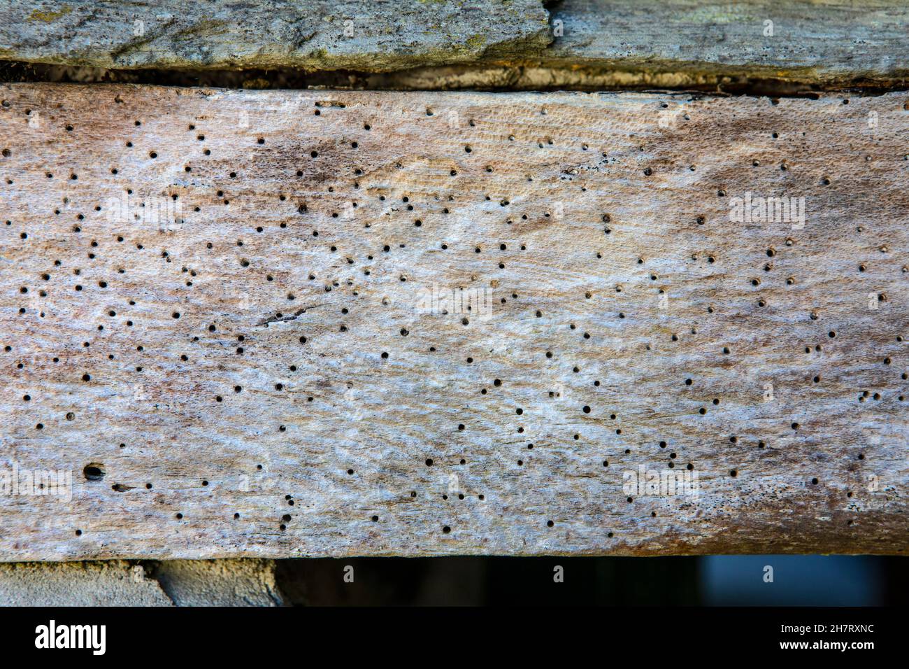 Close-up of woodworm in a beam of wood. Stock Photo