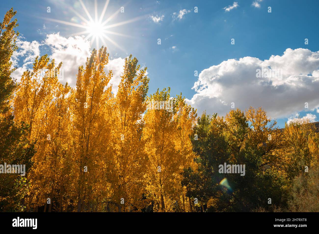 Beautiful scene of autumn landscape and trees with yellow fallen leaves ...