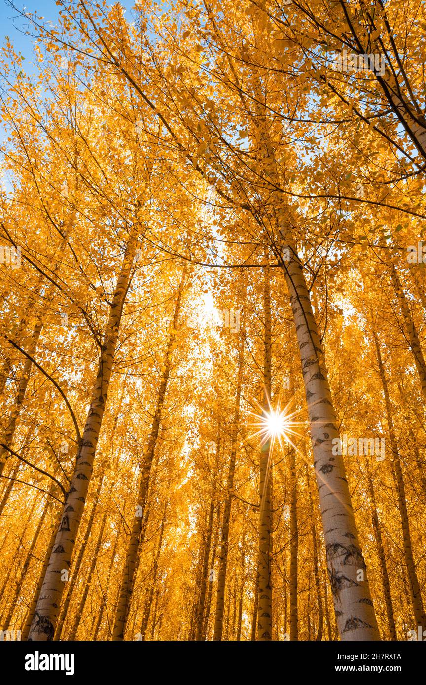 Beautiful scene of autumn landscape and trees with yellow fallen leaves ...