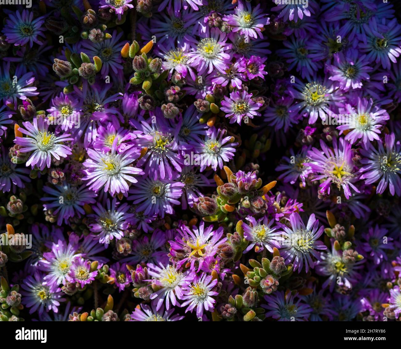 Close-up of a Bushy Aster, or Aster Dumosus in bloom. Stock Photo