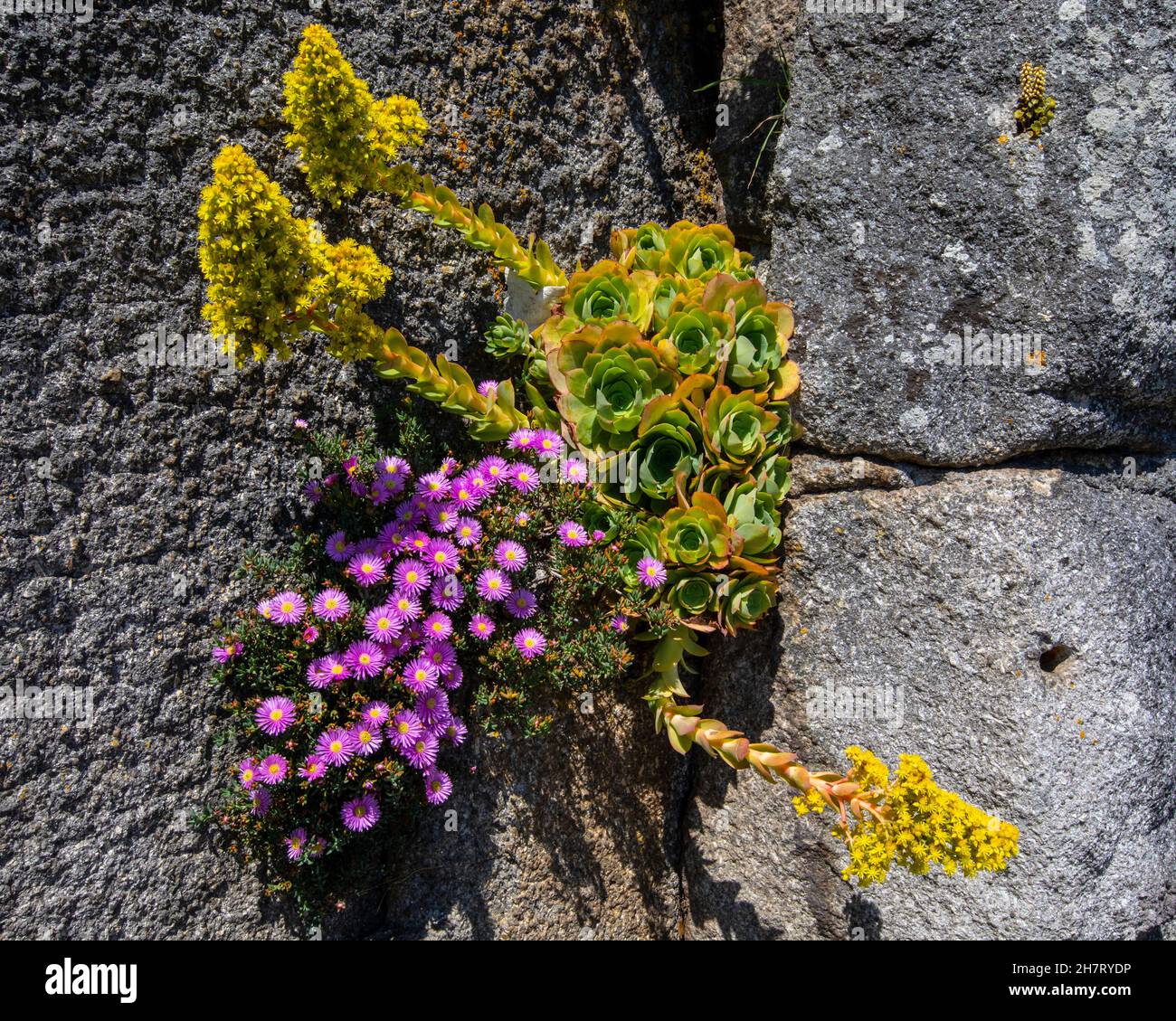 A close-up of beautiful plants and flowers in the Castle Gardens of St. Michaels Mount in Cornwall, UK. Stock Photo