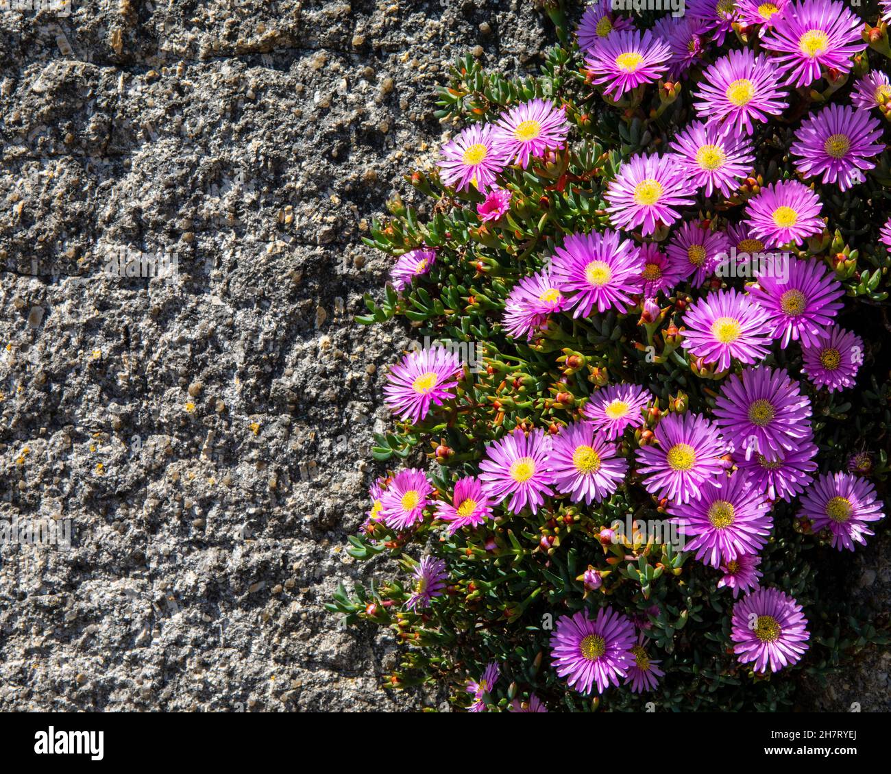 Close-up of a Bushy Aster, or Aster Dumosus in bloom in the Castle Gardens of St. Michaels Mount in Cornwall, UK. Stock Photo
