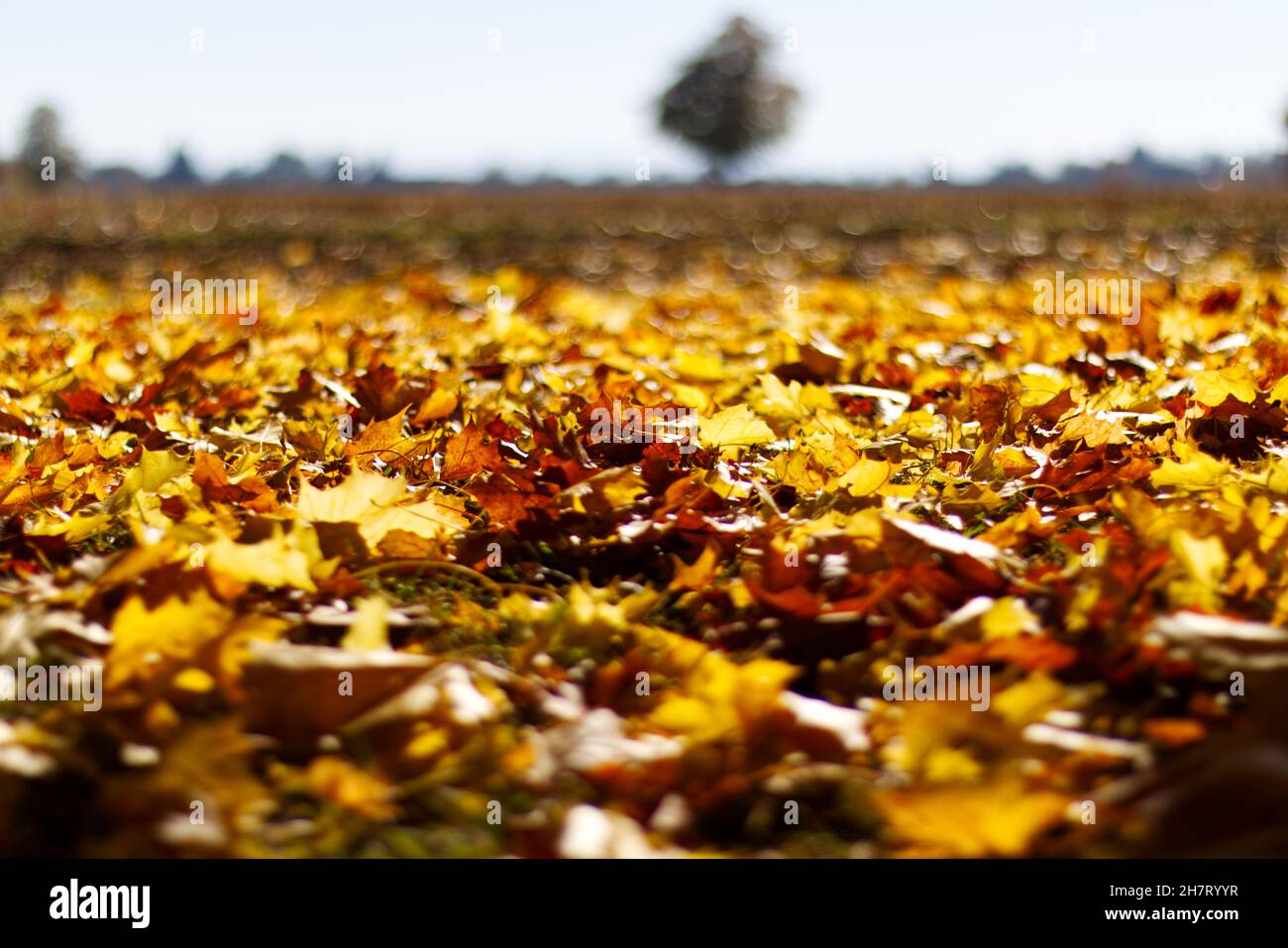 Close-up shot of colorful autumn leaves in the field Stock Photo - Alamy