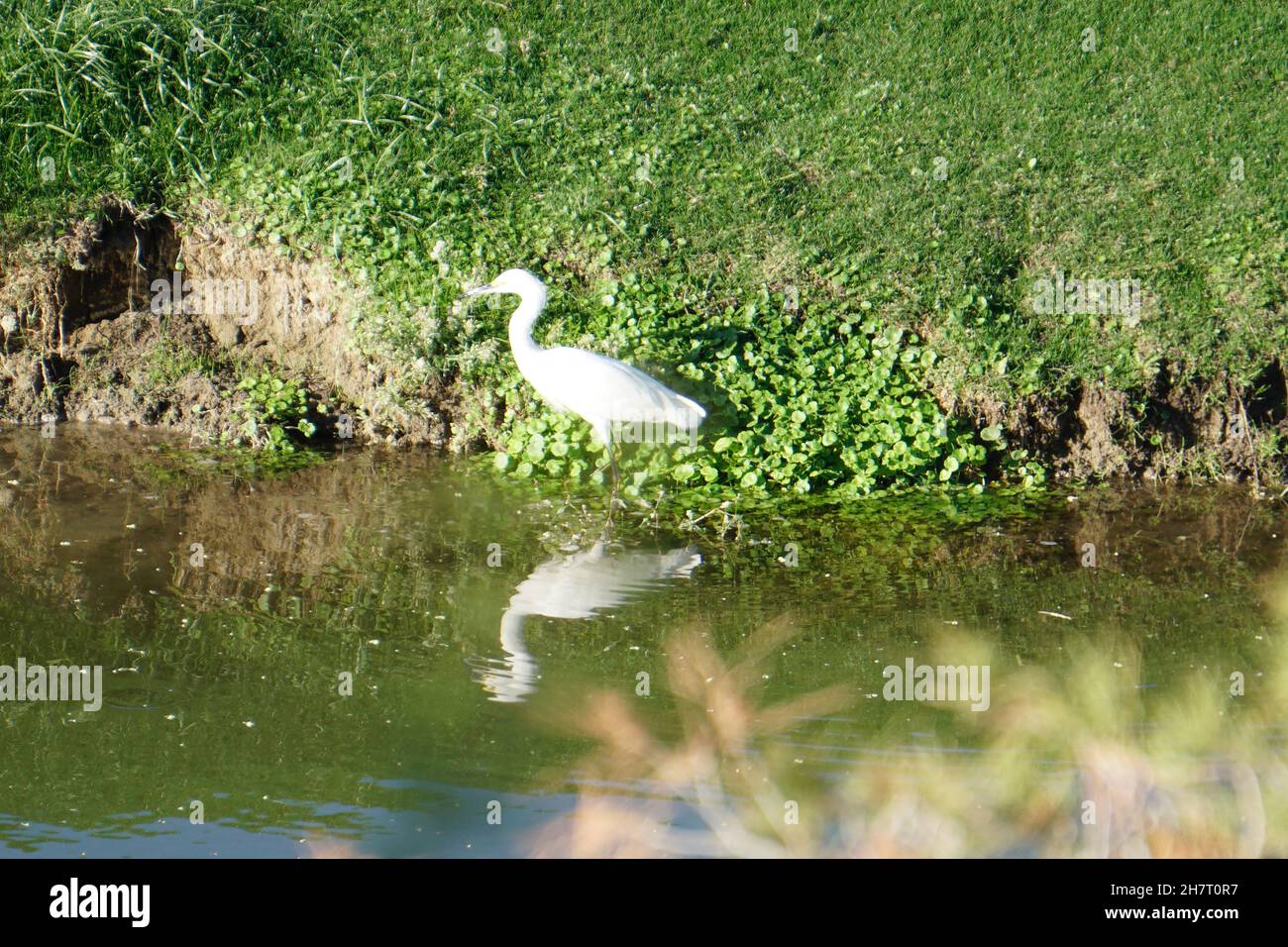 White Egret near a pond Stock Photo