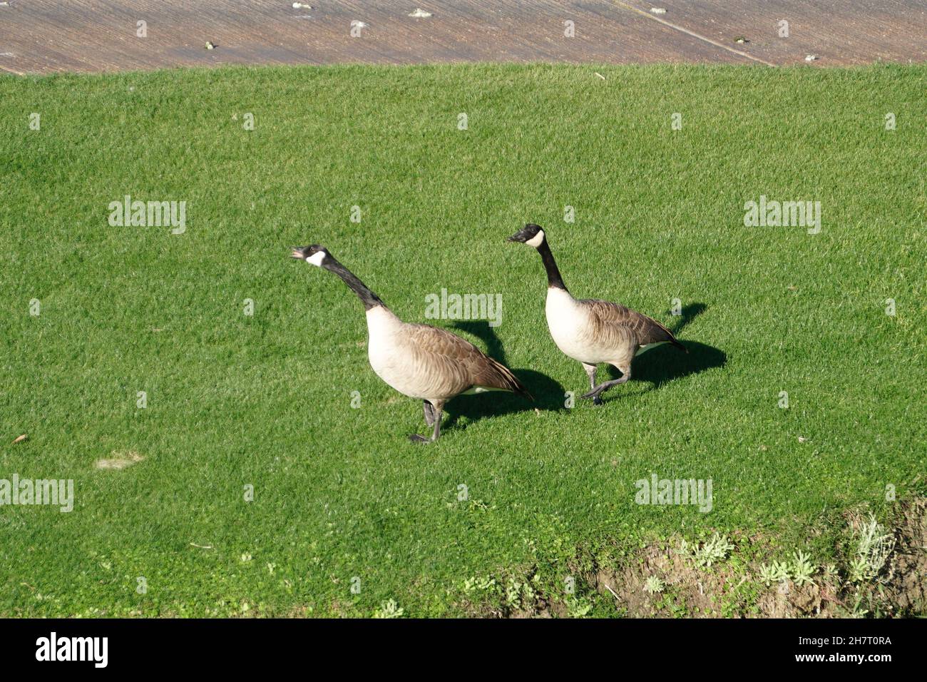 Canada Geese Stock Photo