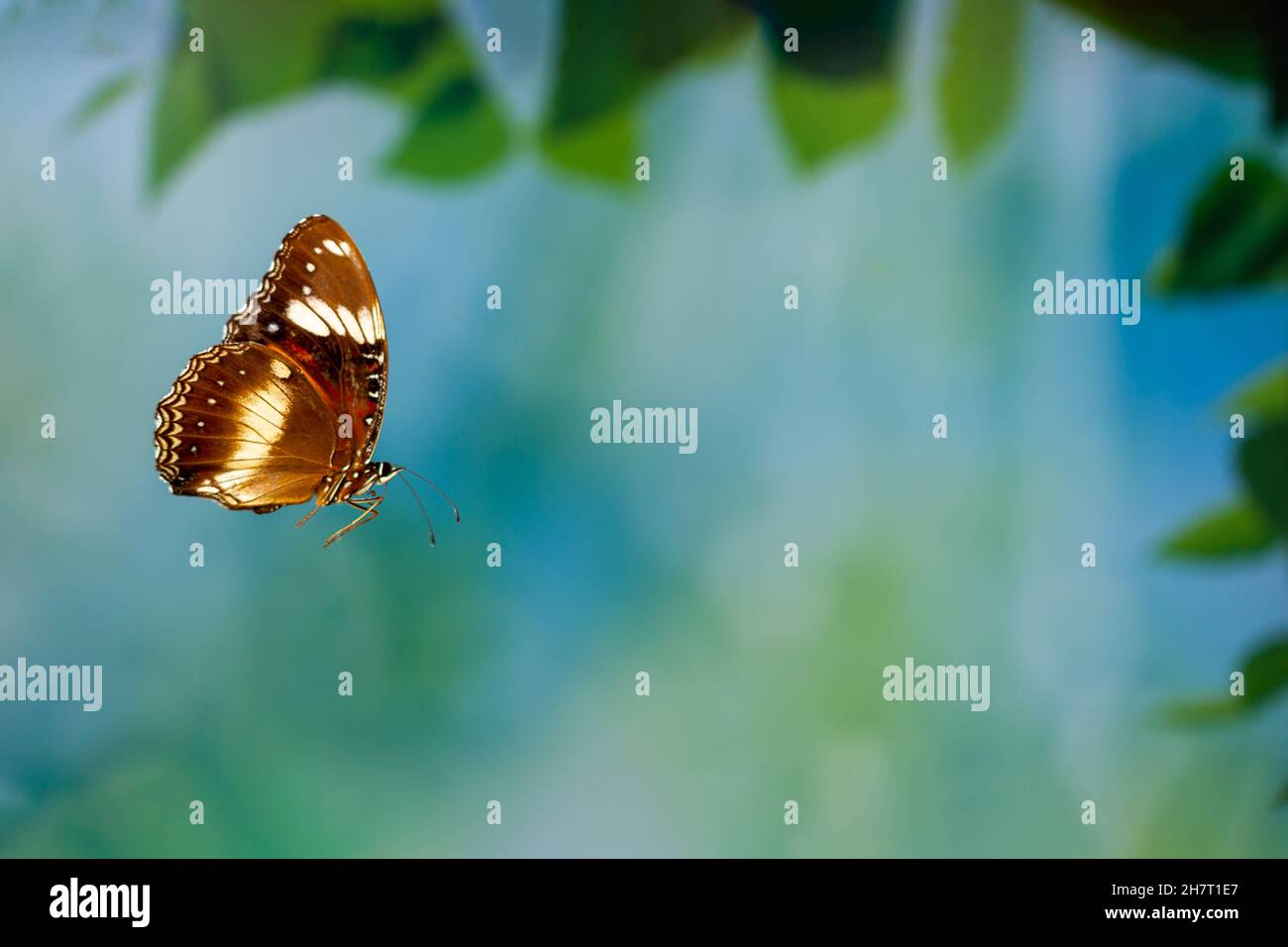 A brown butterfly flies over the flower garden, background of green