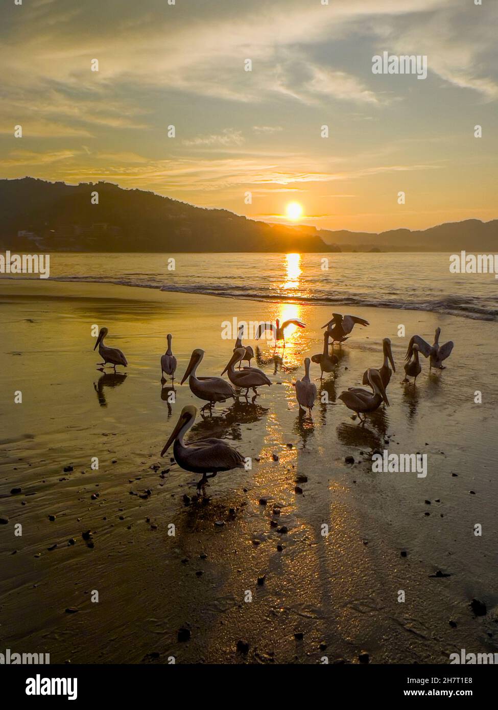 Pelican, Sunrise, Fish Market, Zihuatanejo, Ixtapa, Guerrero, Mexico Stock Photo Alamy