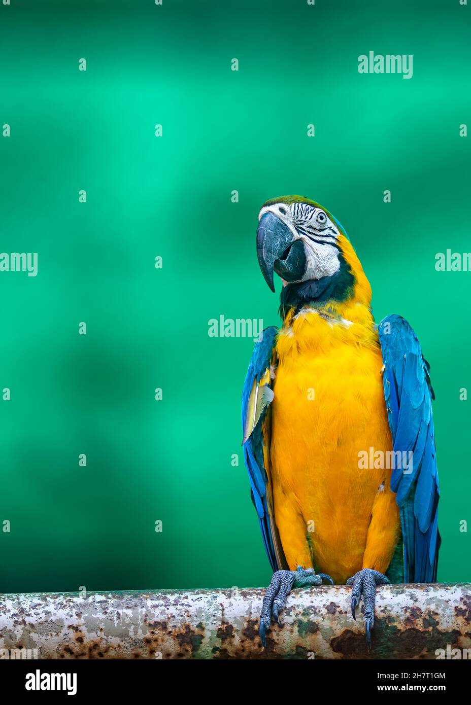 Vertical close-up shot of a blue and gold macaw parrot sitting on a rod ...