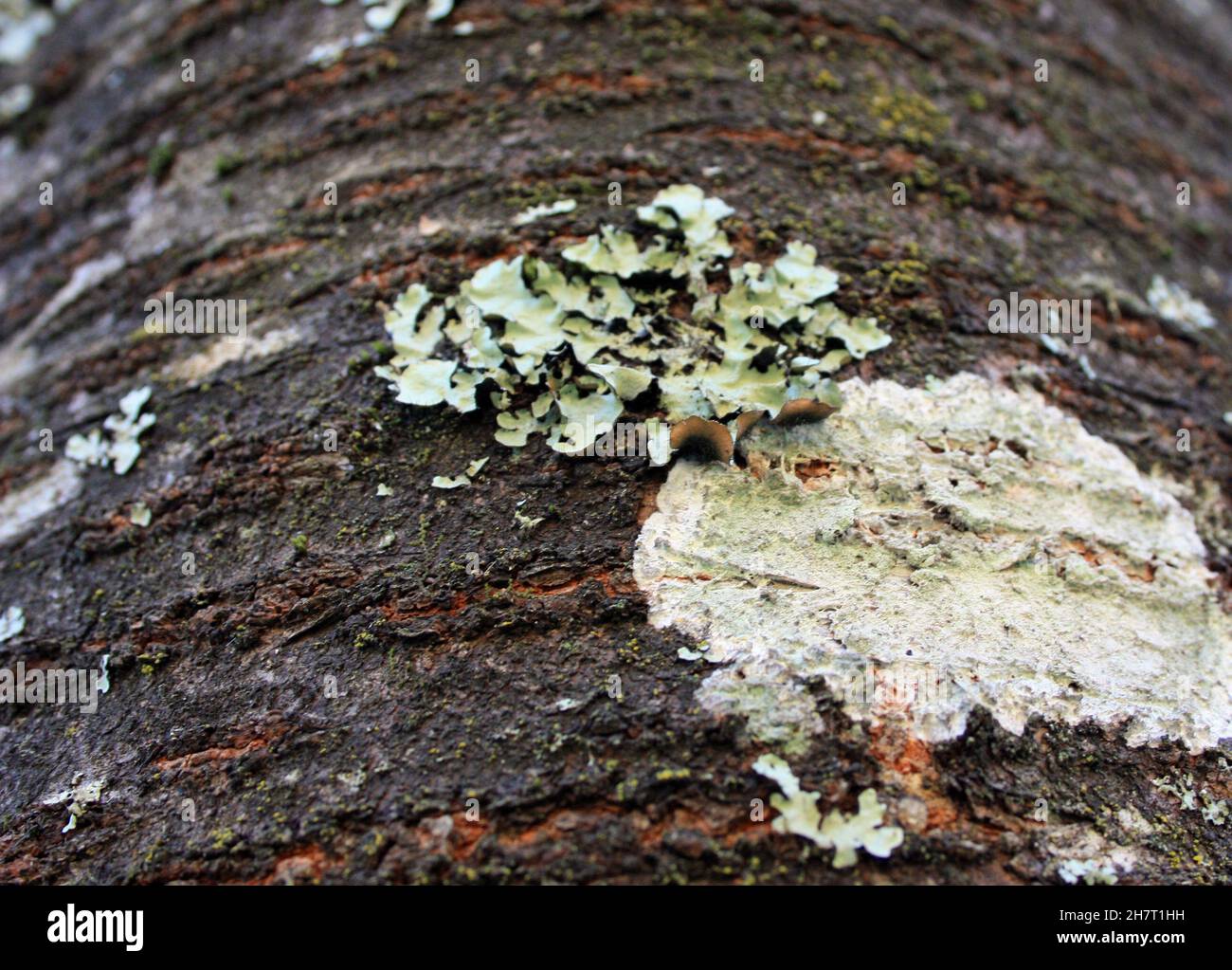 detail of a dry mold or fungus growing on the shallow outer trunk of a ...