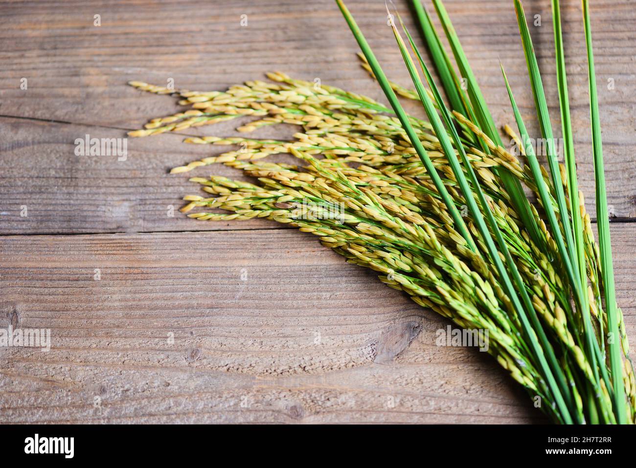 Rip paddy plant on hi-res stock photography and images - Alamy