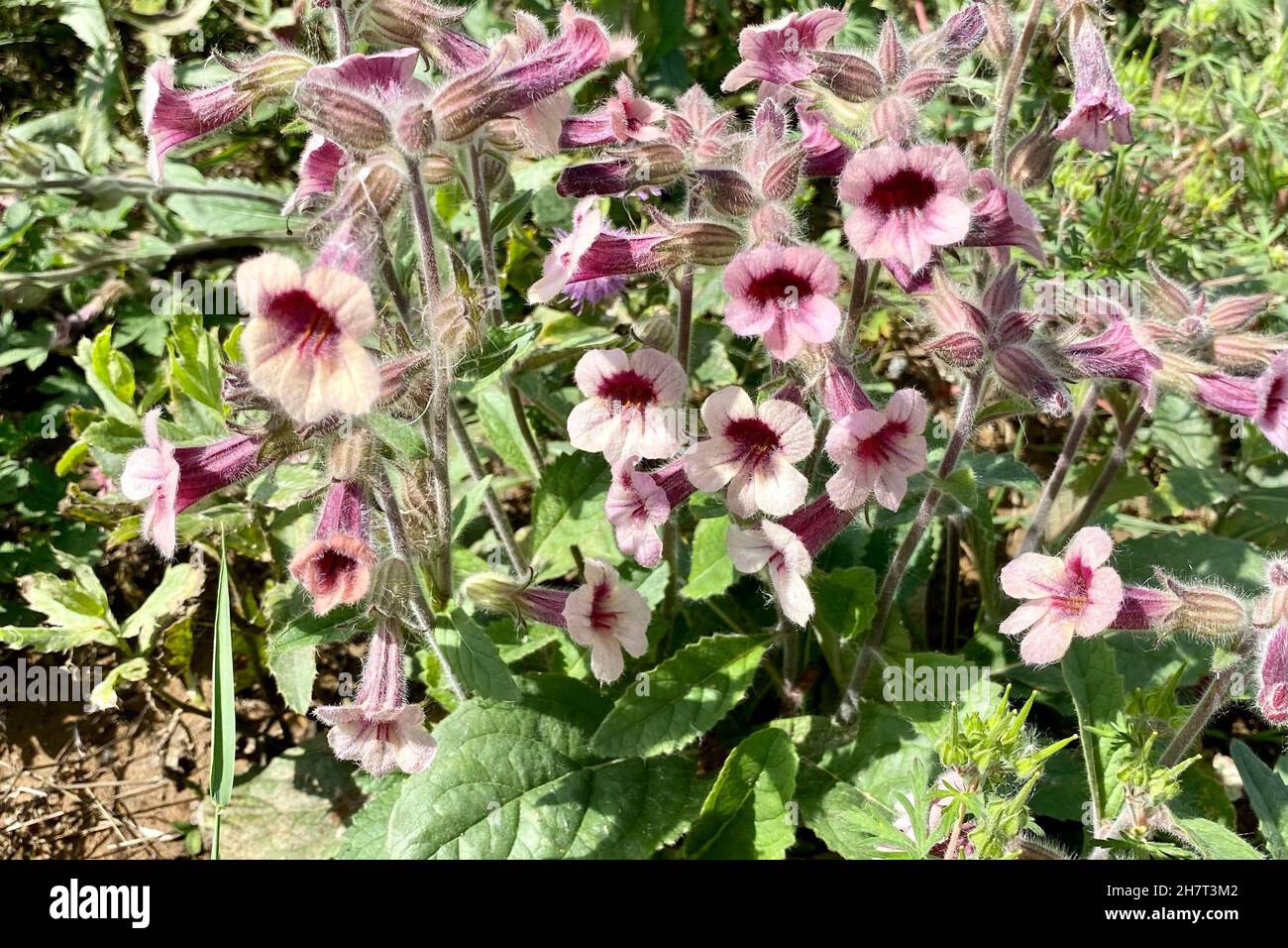 Beautiful Rehmannia glutinosa grass with beautiful delicate pink flowers growing in spring field Stock Photo