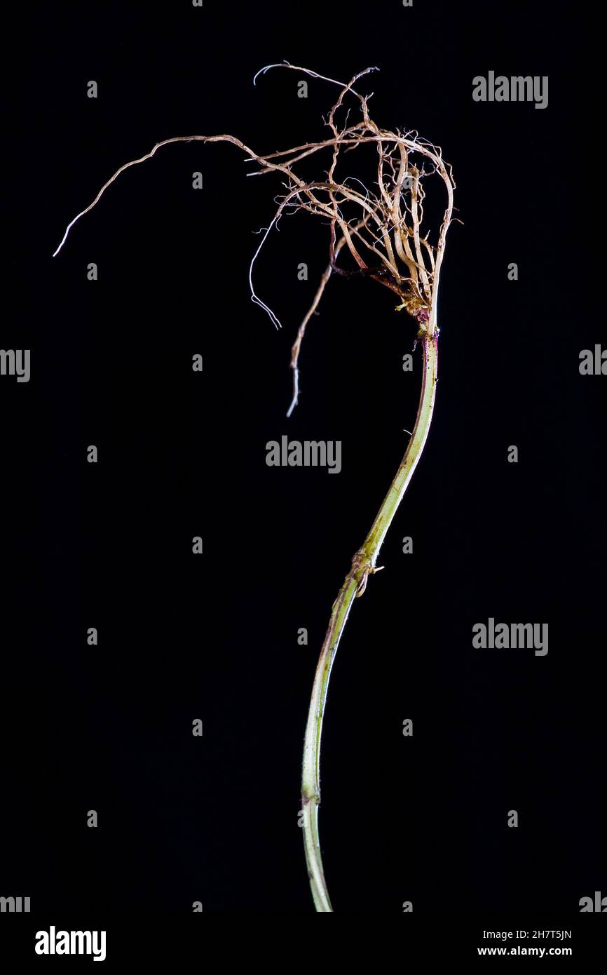 Vertical shot of dried dendrobium linearifolium isolated on a black background Stock Photo