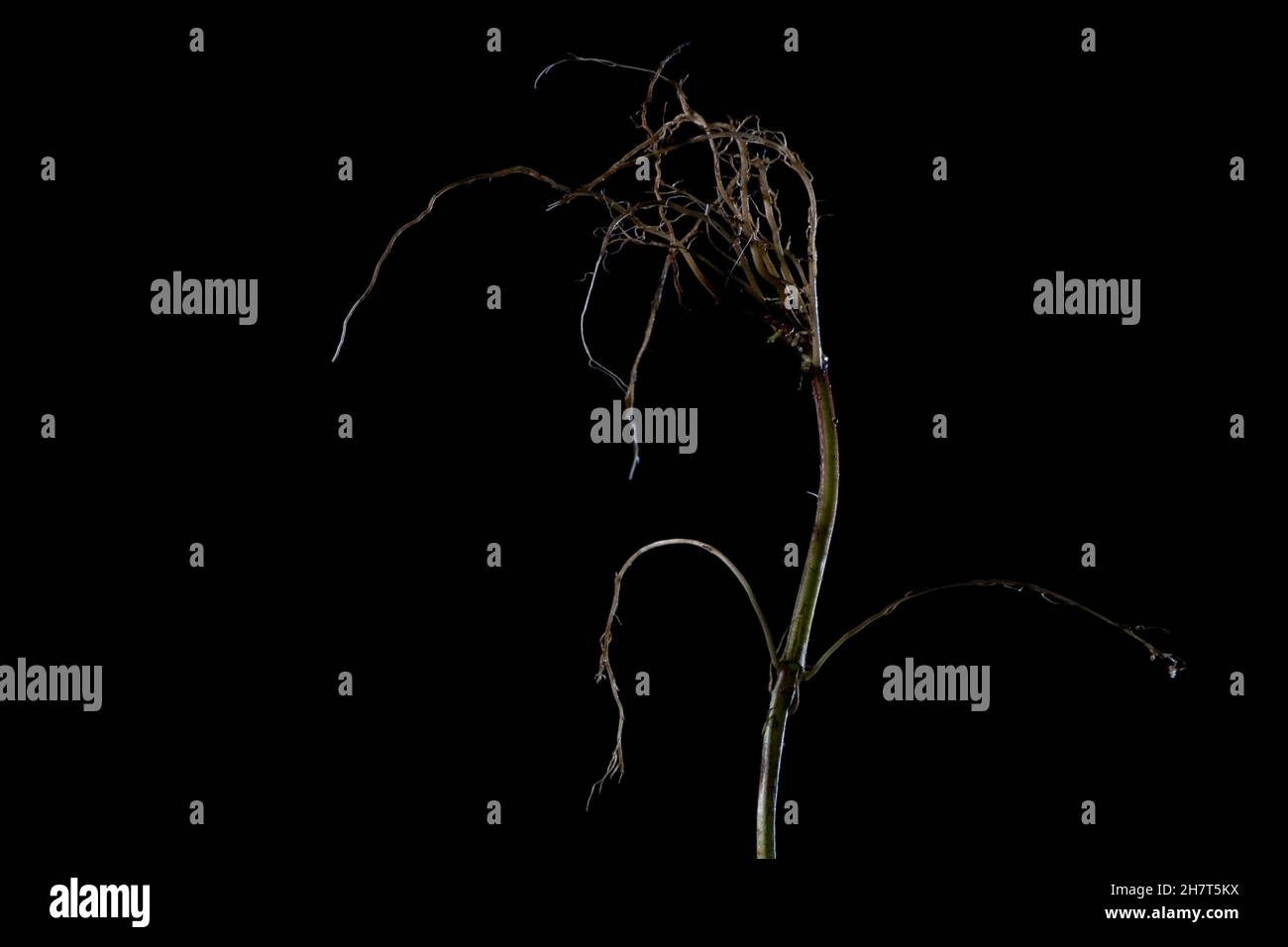 Closeup of dried dendrobium linearifolium isolated on a black background Stock Photo