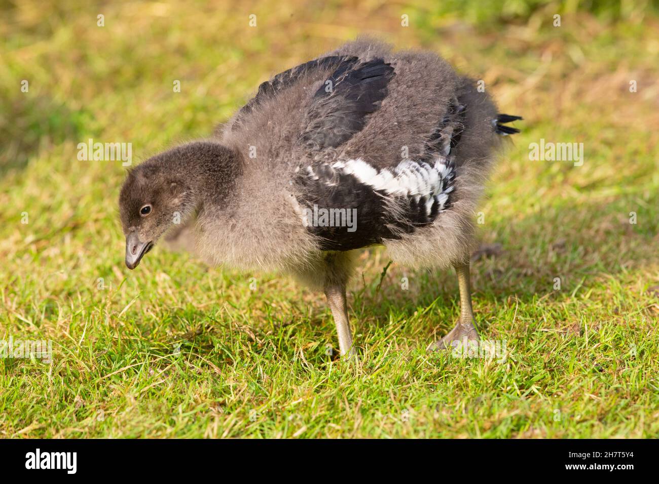 Red-breasted Goose Branta ruficollis. Juvenile, bird, body areas from which contour feathers grow replacing first down plumage of a day old gosling. Stock Photo
