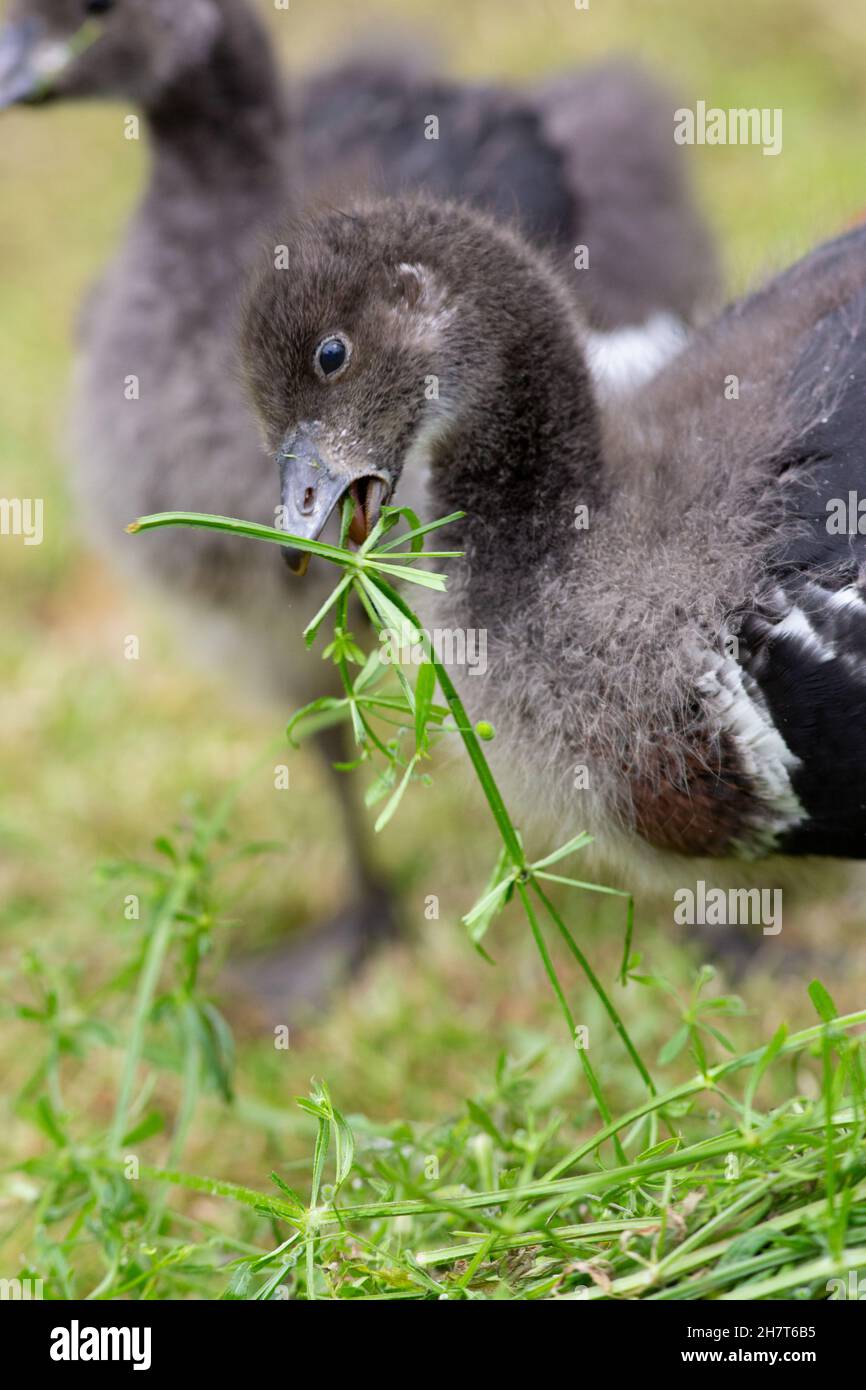 Red-breasted Goose (Branta ruficollis). Immature, juvenile bird or gosling. Bred captivity Feeding green flowering plant Goosegrass (Galium aparine). Stock Photo