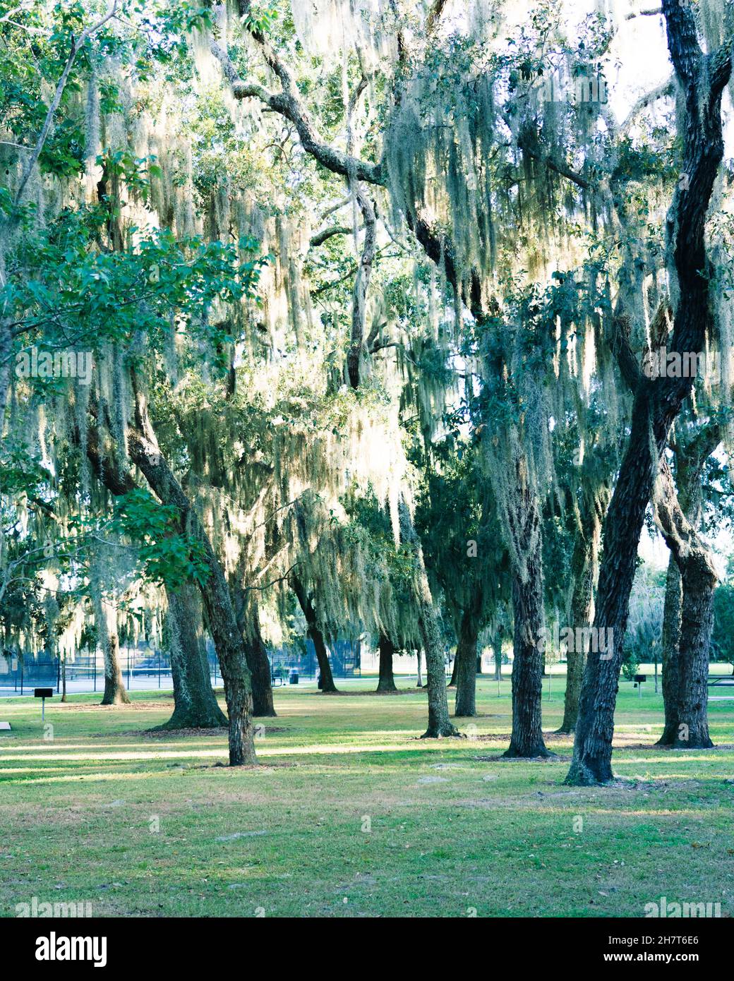 Vertical shot of hanging green trees in a park Stock Photo - Alamy