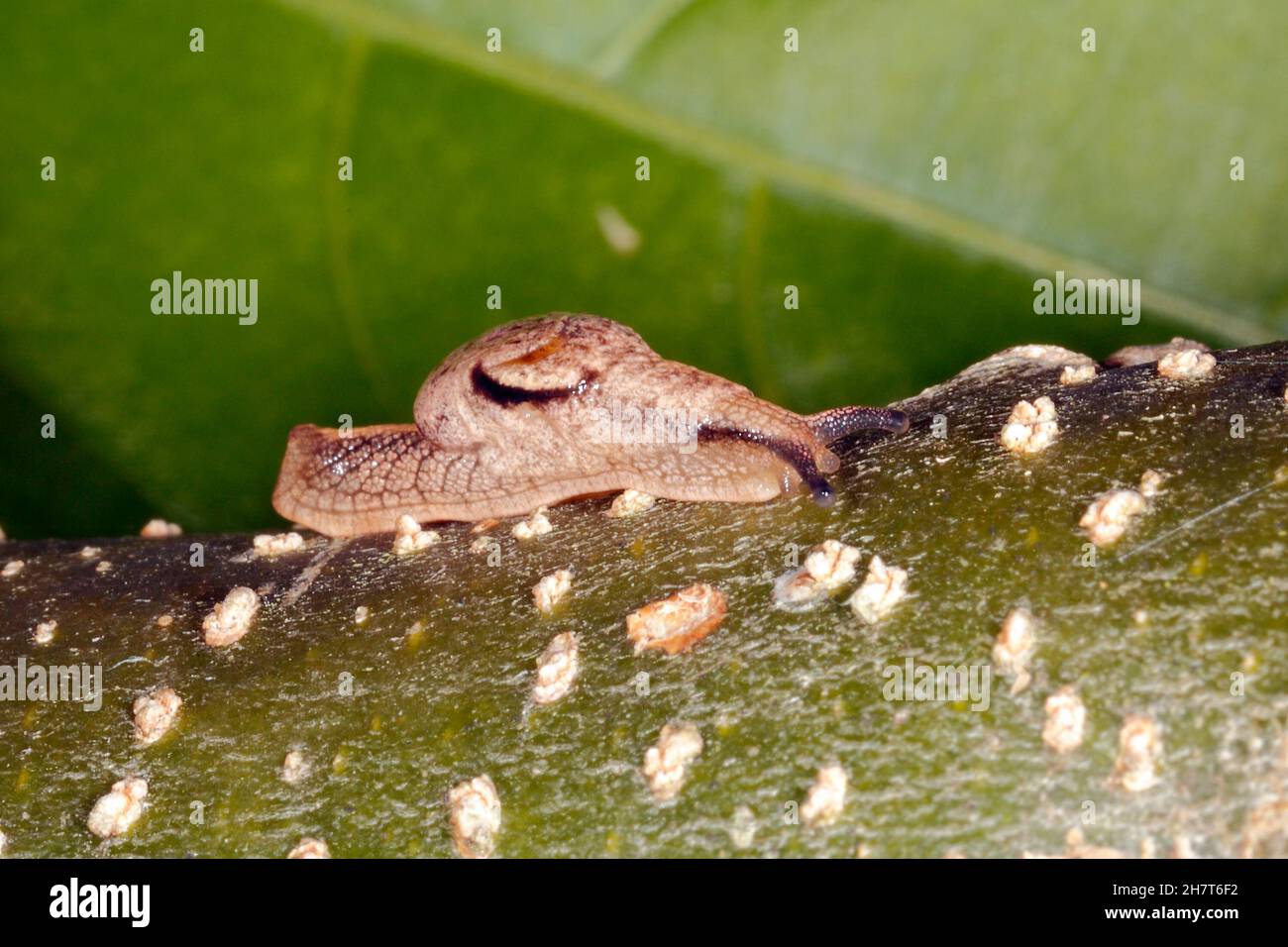 Iridescent Semi-Slug, Ubiquitarion iridis. Endemic to Australia, Coffs Harbour, NSW, Australia Stock Photo