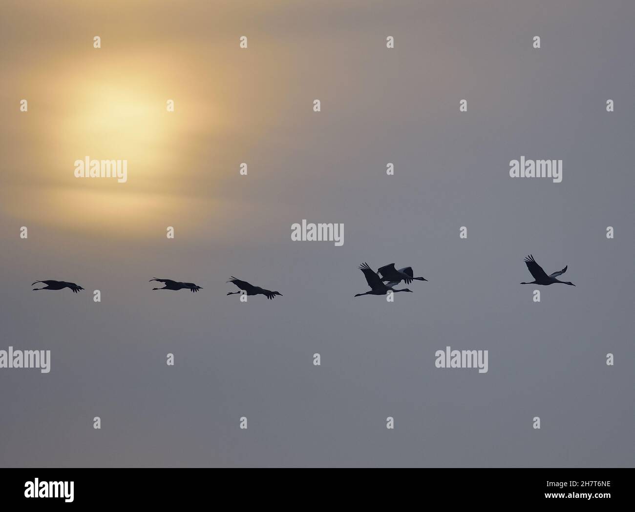 Silhouette of common cranes flying in the sky in Kongens Mose, Denmark ...
