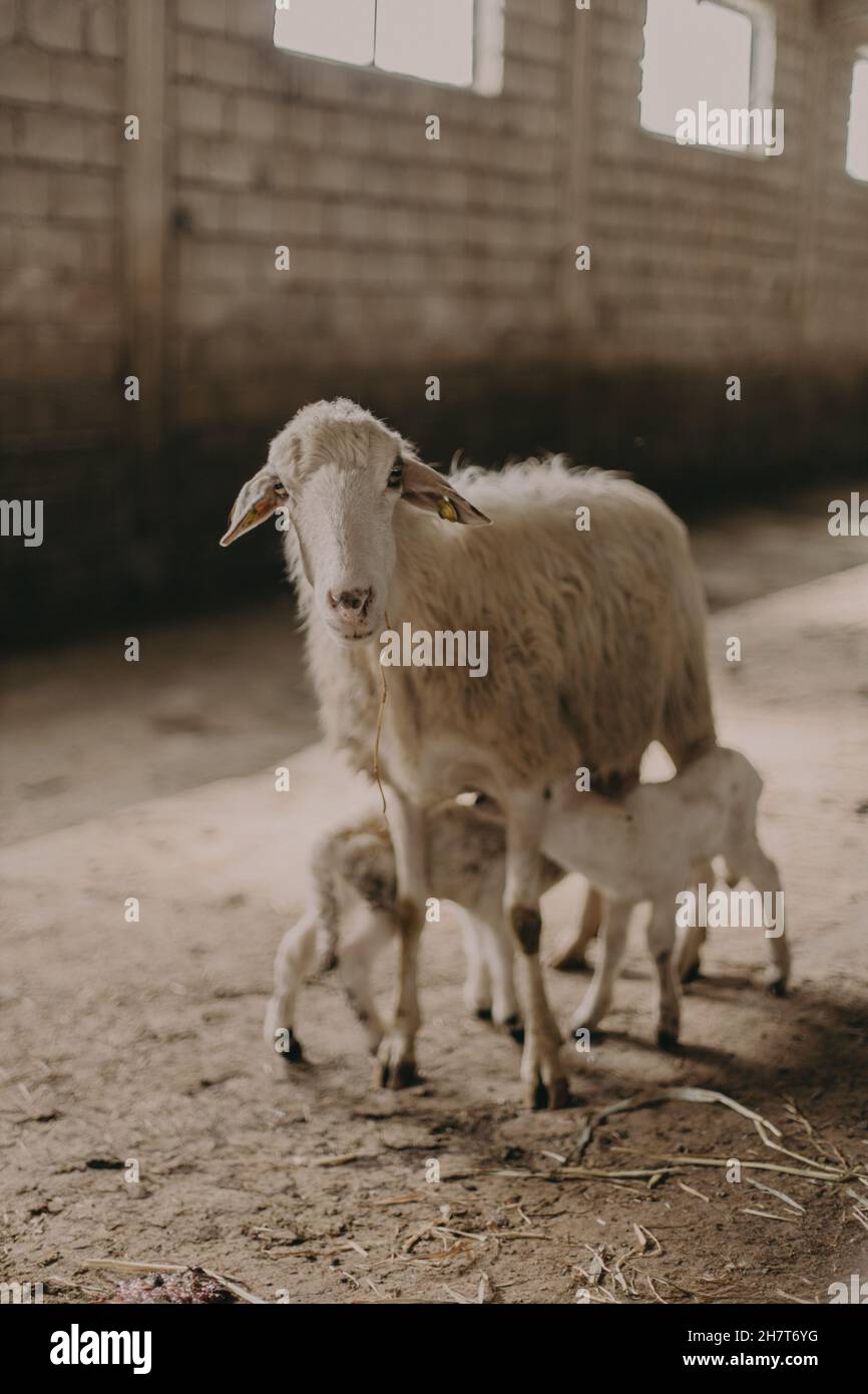 Vertical shot of a mother sheep and baby sheep in a barn Stock Photo ...