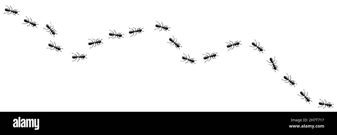Ants chain marching in trail searching food. Ant path isolated in white background. Vector illustration Stock Vector