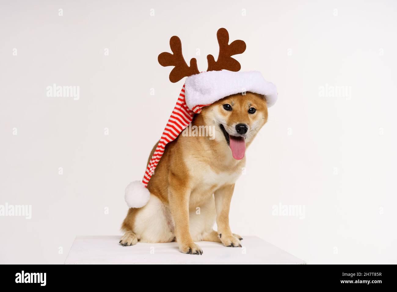 New year christmas dog breed red bow antlers light background isolate red with white. Pet for christmas Stock Photo