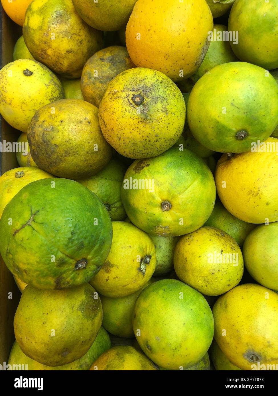 Citrus orange fruits infected with citrus greening huanglongbing HLB Stock Photo