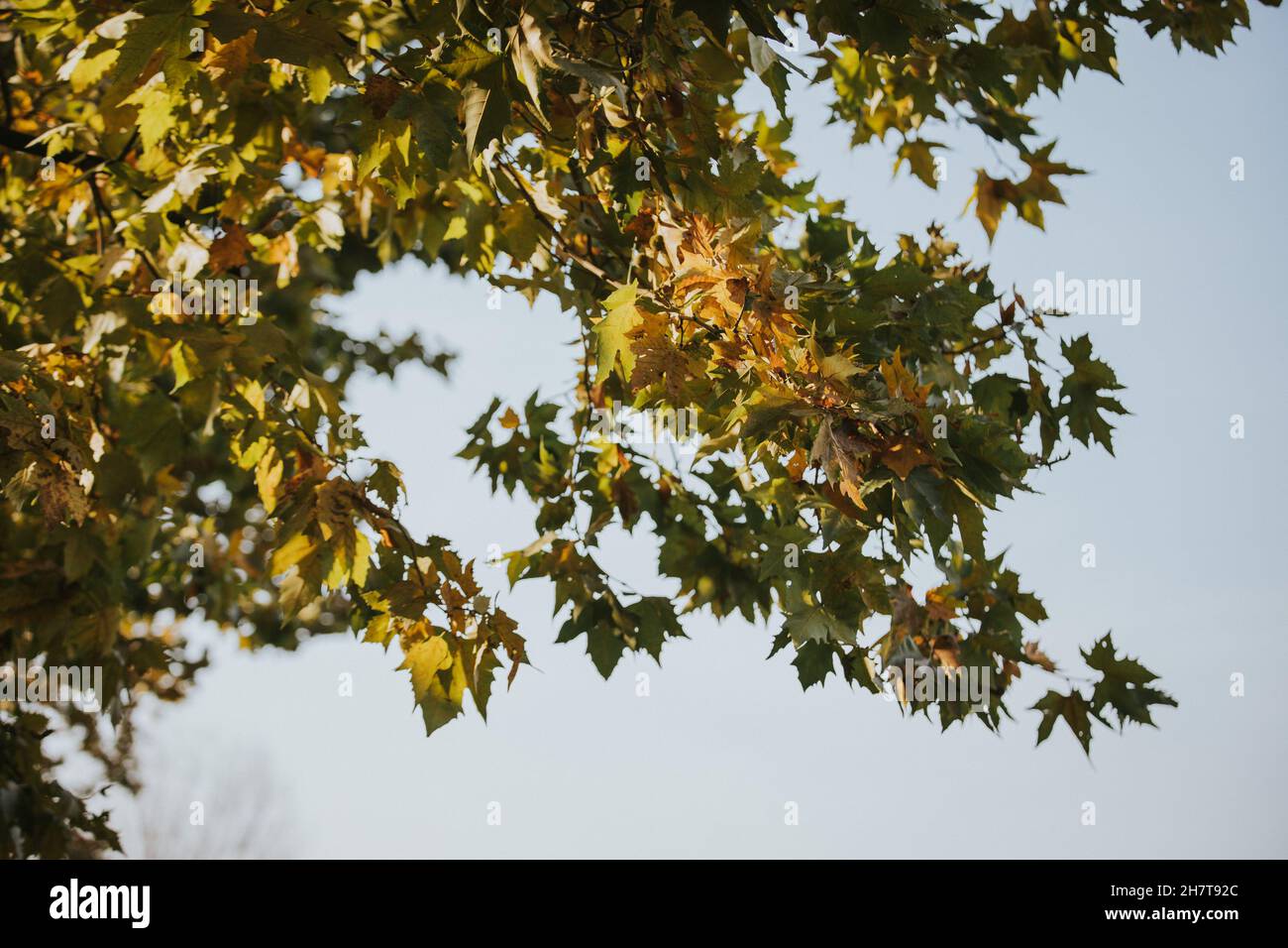 Closeup of green leaves on a tree in autumn Stock Photo - Alamy