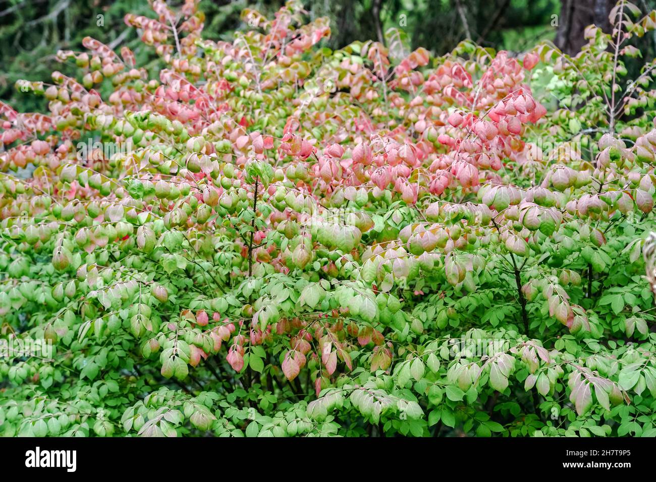 Shot of burning bush (Euonymus alatus) red and green leaves on a blurred background Stock Photo
