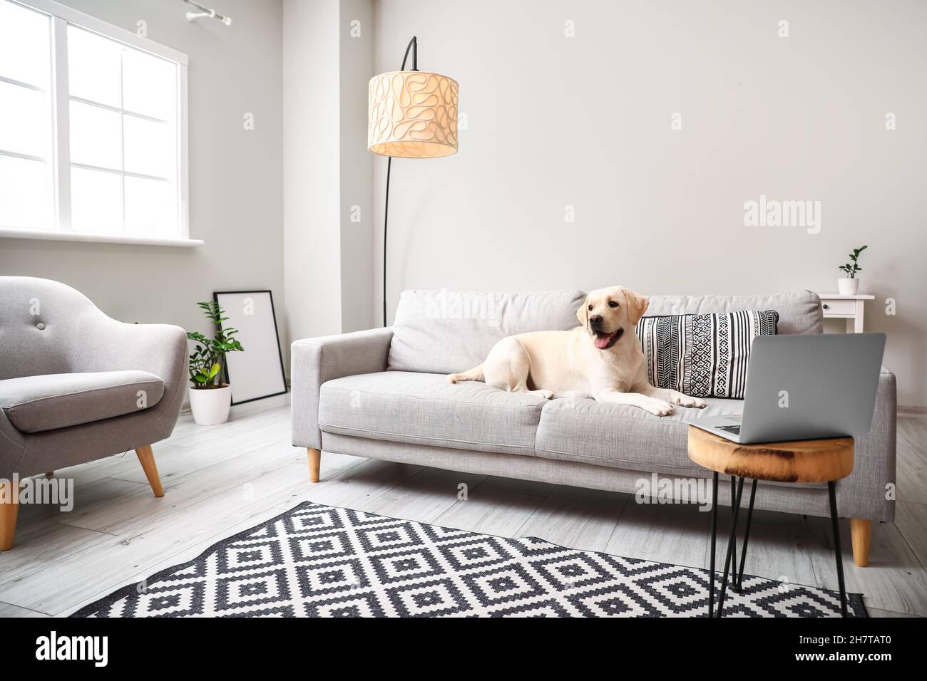 Cute Labrador dog lying on sofa in light living room Stock Photo - Alamy