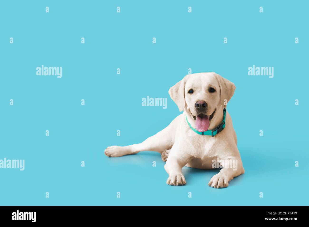 Cute Labrador dog lying on blue background Stock Photo - Alamy