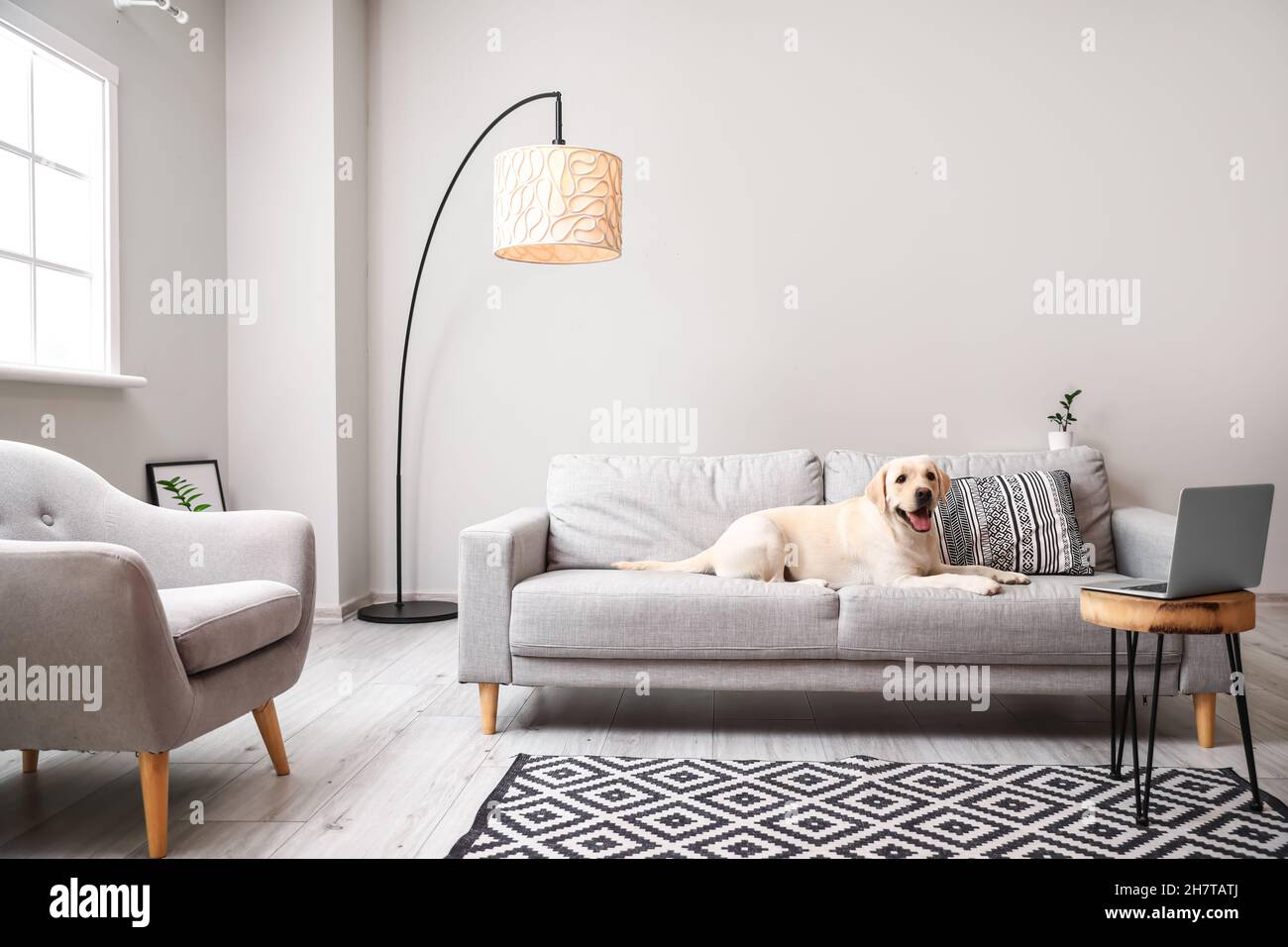 Cute Labrador dog lying on sofa in light living room Stock Photo - Alamy