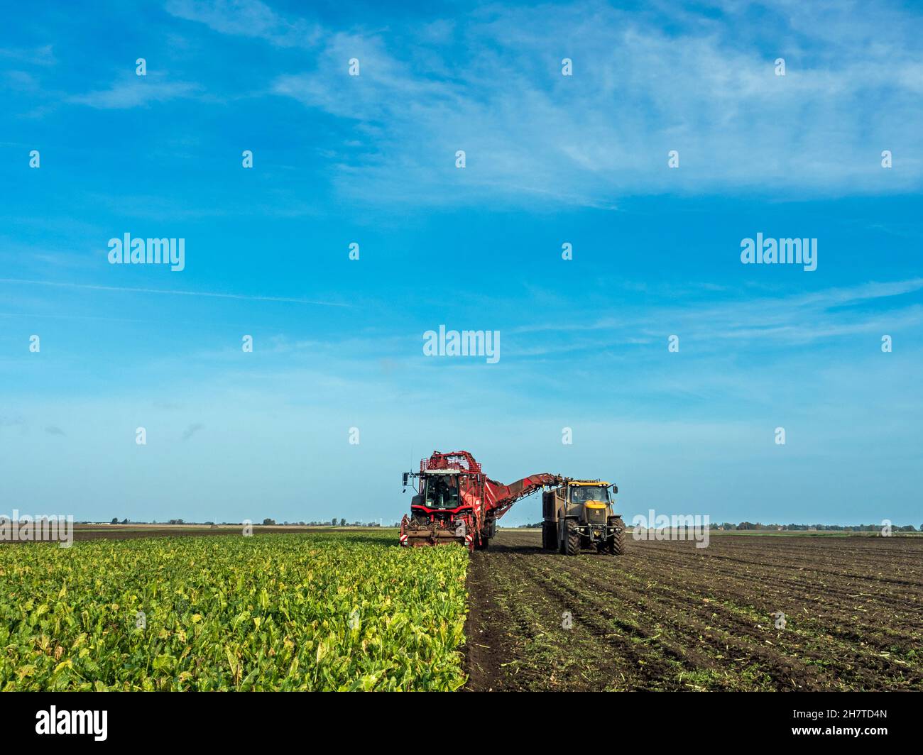 Harvesting sugar beet in the Cambridgeshire Fens, England Stock Photo