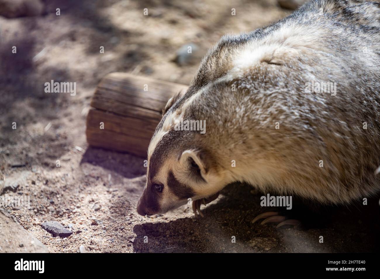 An American Badger in Palm Springs, California Stock Photo Alamy