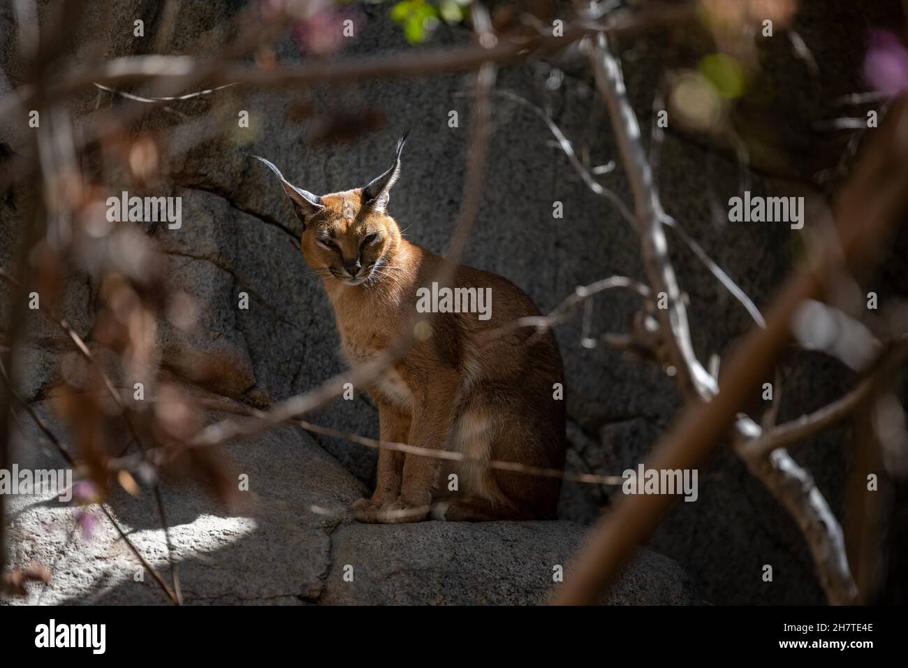 A Caracal in Palm Springs, California Stock Photo Alamy