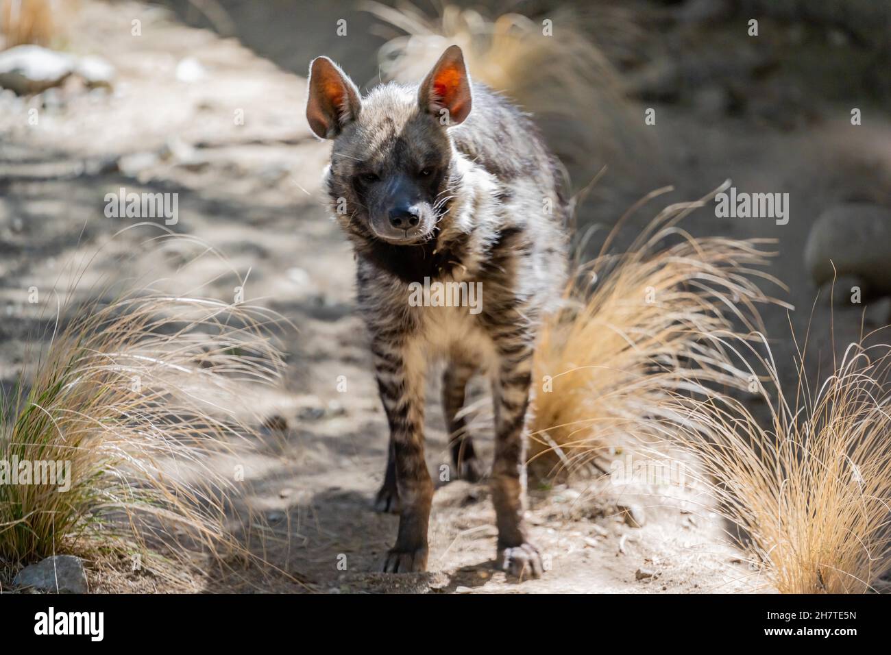 A Striped Hyena in Palm Springs, California Stock Photo - Alamy