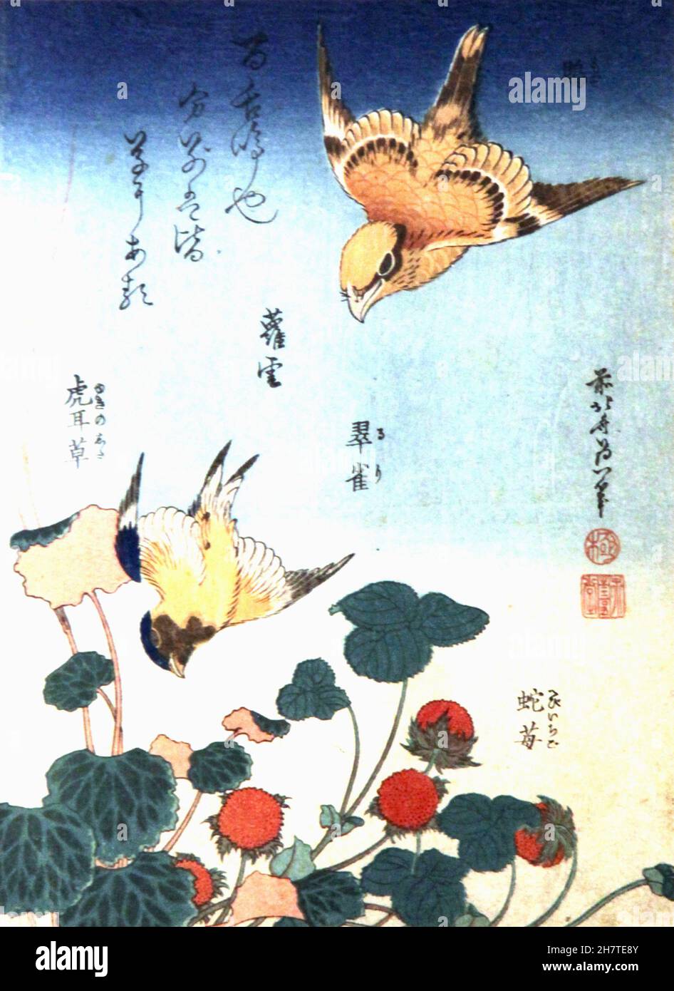 Hokusai - Swallow and Shrike over Strawberries and Begonia - circa 1834 Stock Photo