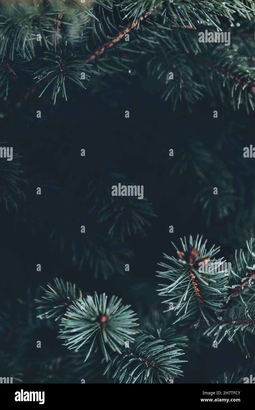 closeup of pine branches with dark copy space Stock Photo - Alamy
