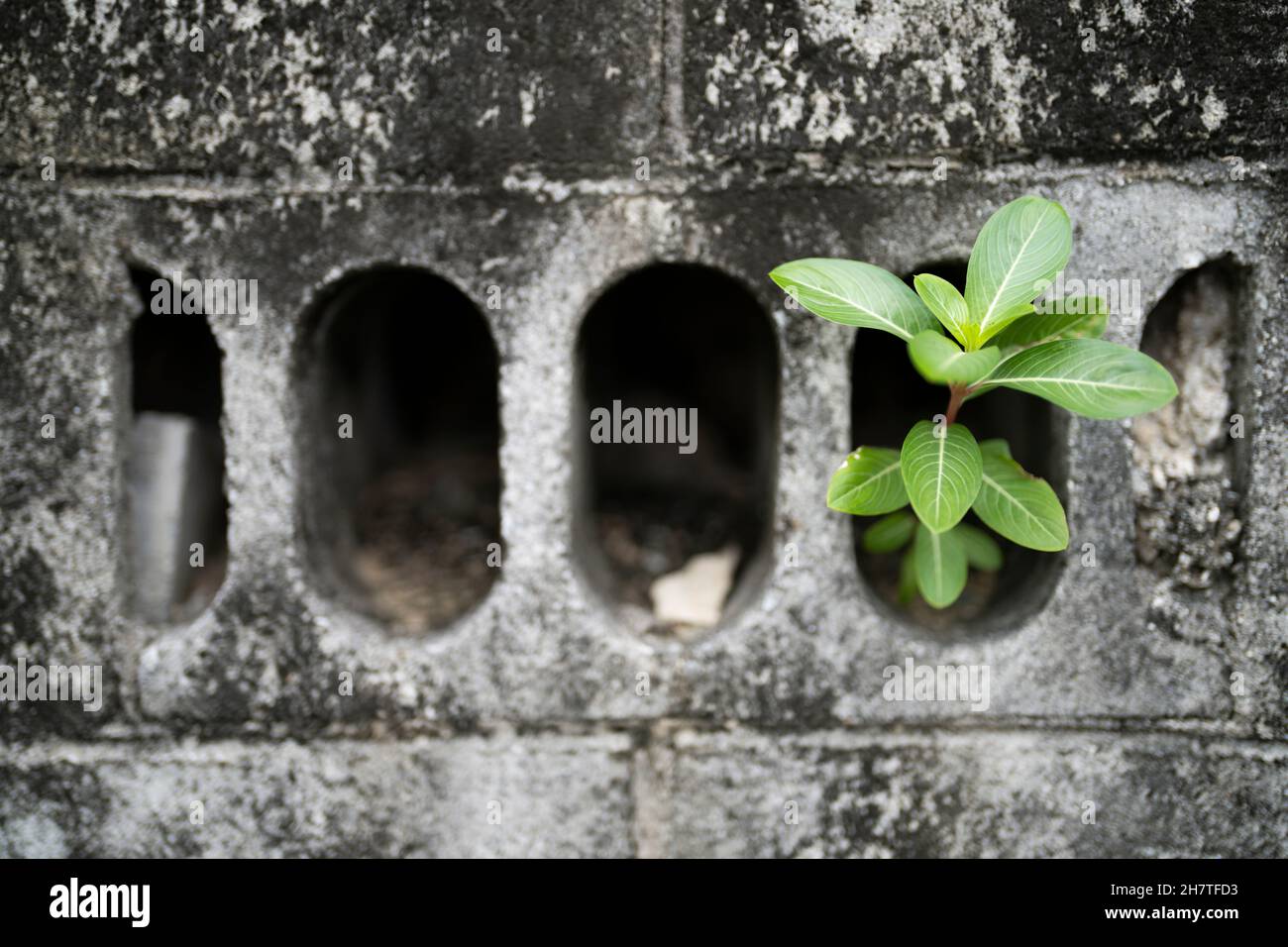 Concrete breeze block with plant growing  - nature reclaims urban area Stock Photo