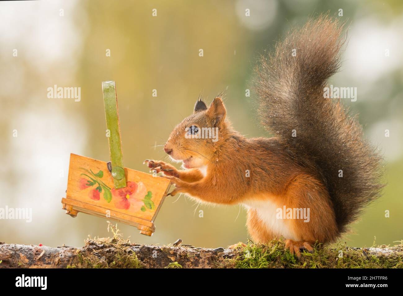 Squirrel box hi-res stock photography and images - Alamy