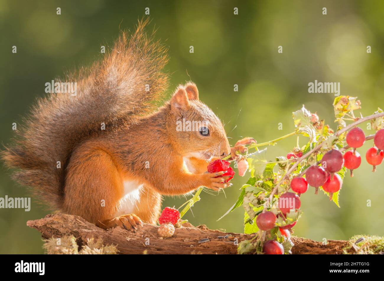 red squirrel standing with raspberry in hands and gooseberries close Stock Photo Alamy