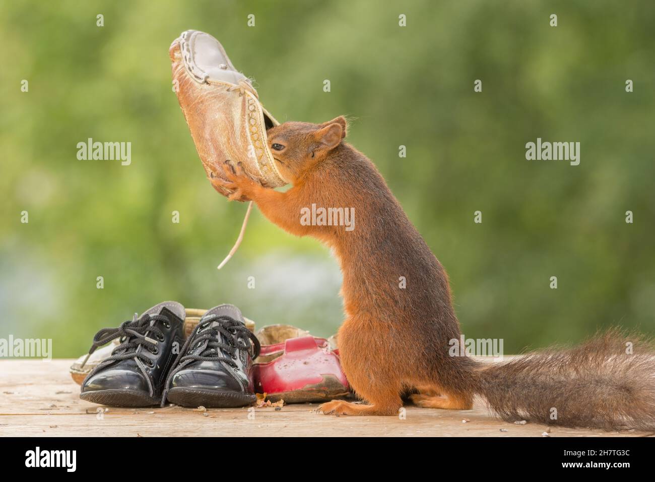 red squirrel standing with shoes Stock Photo Alamy