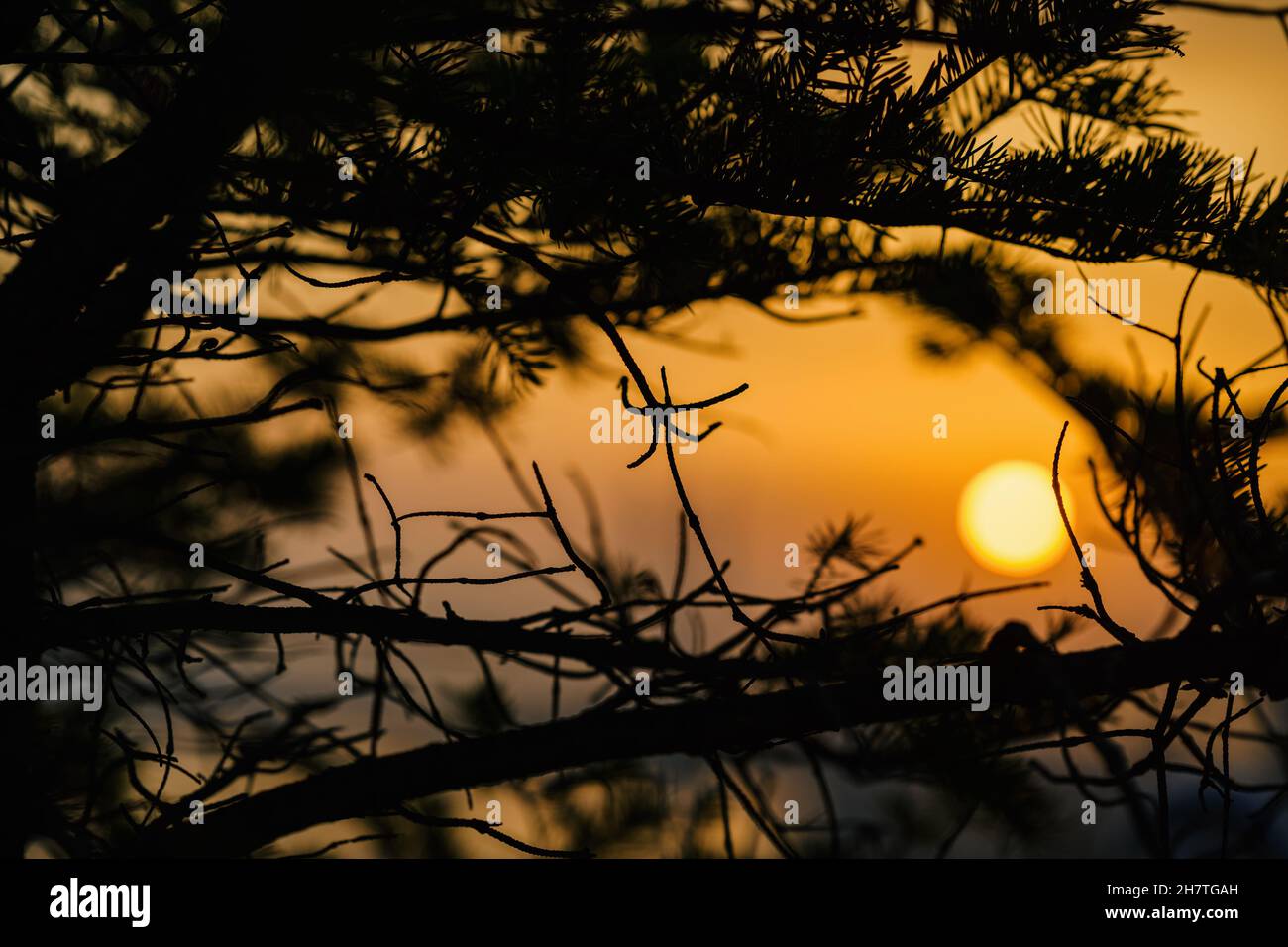 Tree branch silhouette at the sunset sky. Natural abstract background. Stock Photo