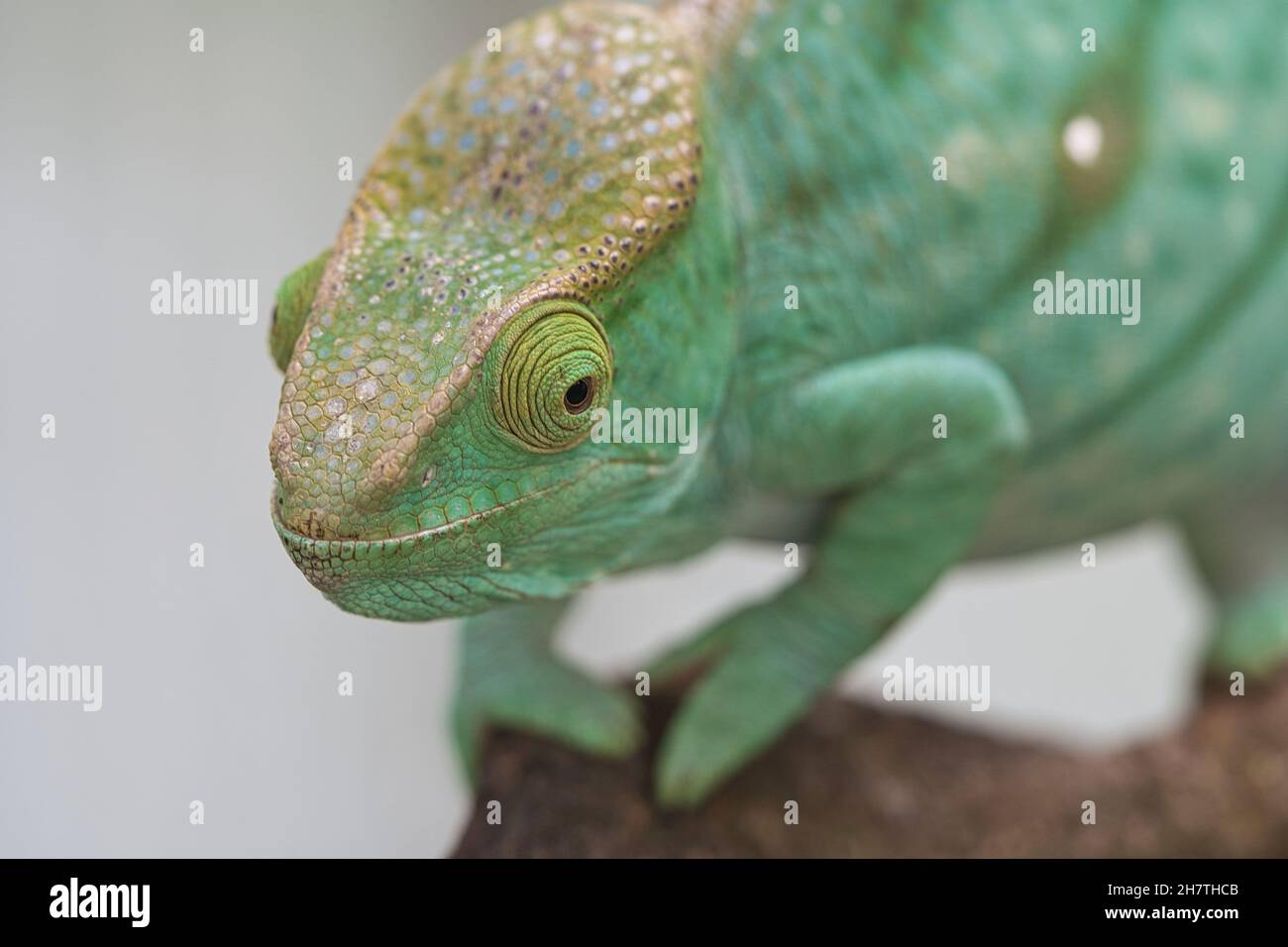 Chameleon on a branch with eye contact with the viewer. Green, yellow, red scales. Detailed close-up of the interesting reptile. Stock Photo