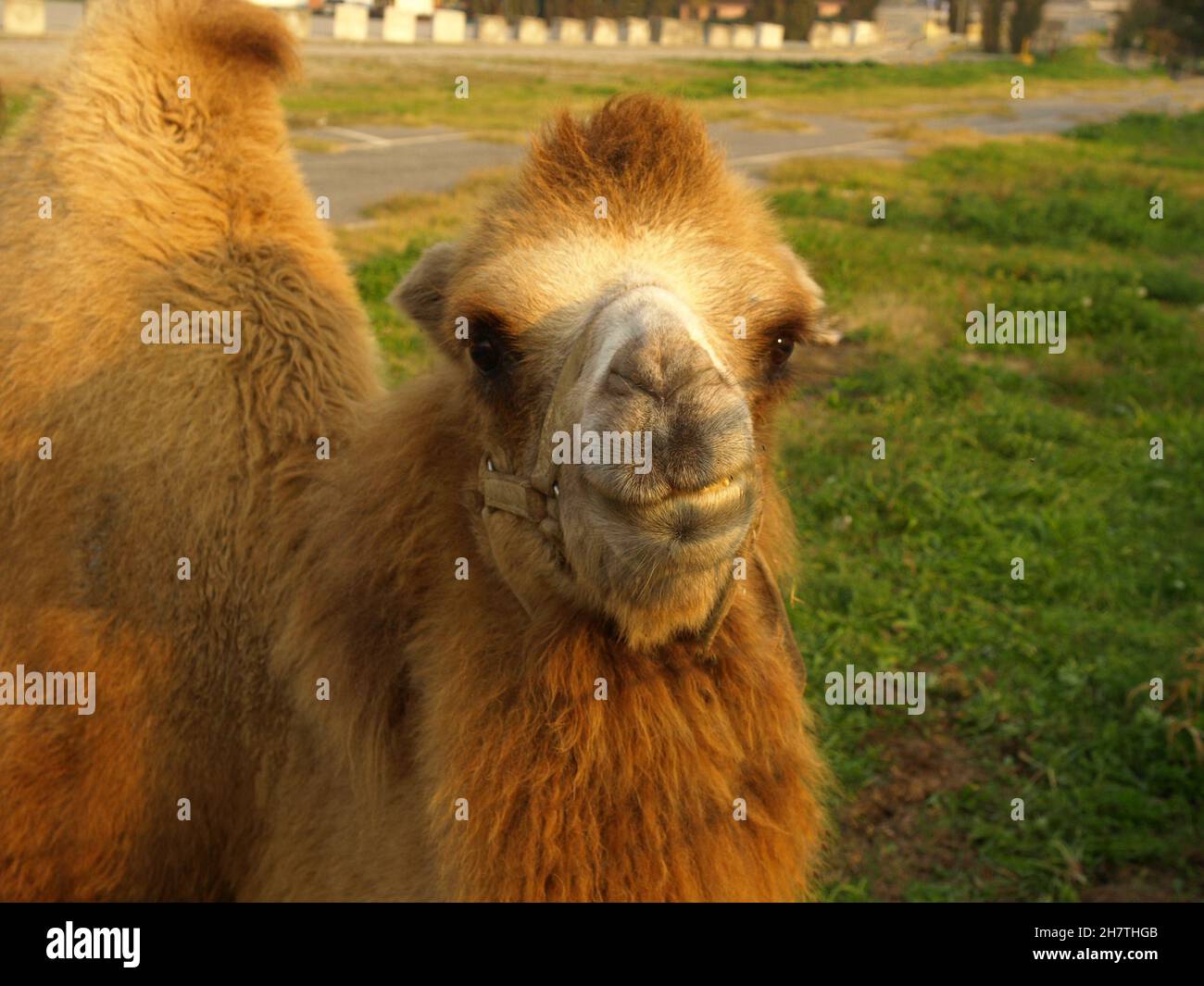 bactrian camel (scientific name Camelus bactrianus) of animal class Mammalia (mammals) Stock Photo