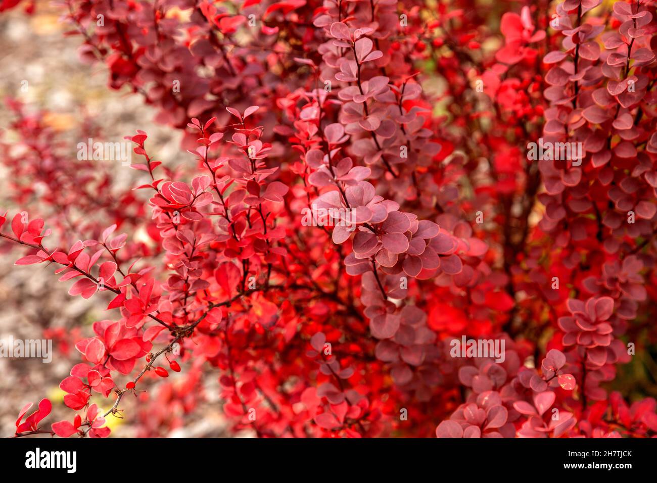 Autumn barberry bush Berberis thunbergii (or Japanese barberry) with bright red leaves and berries. Autumn natural background Stock Photo