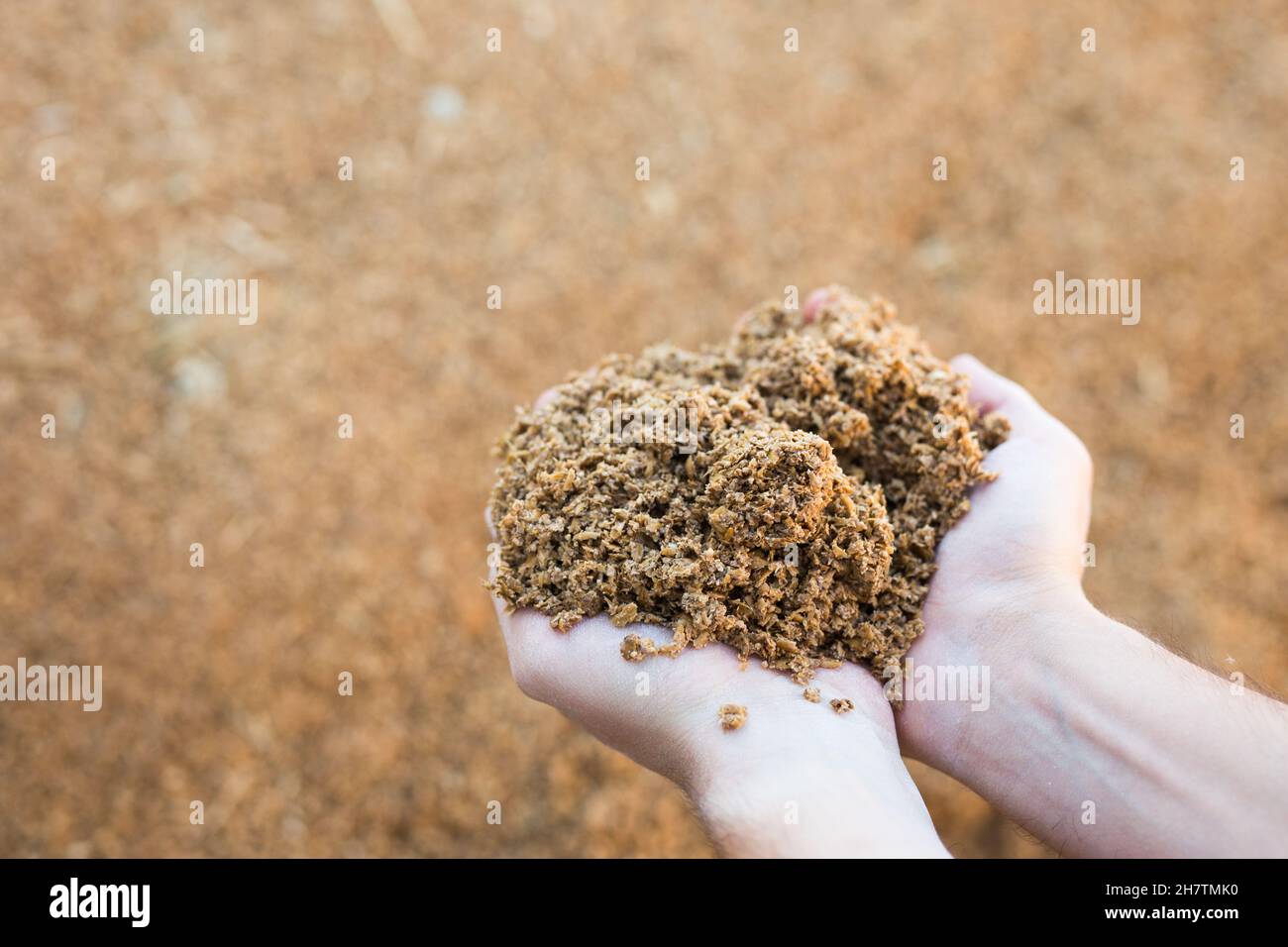 Brewer's feed in hands Stock Photo