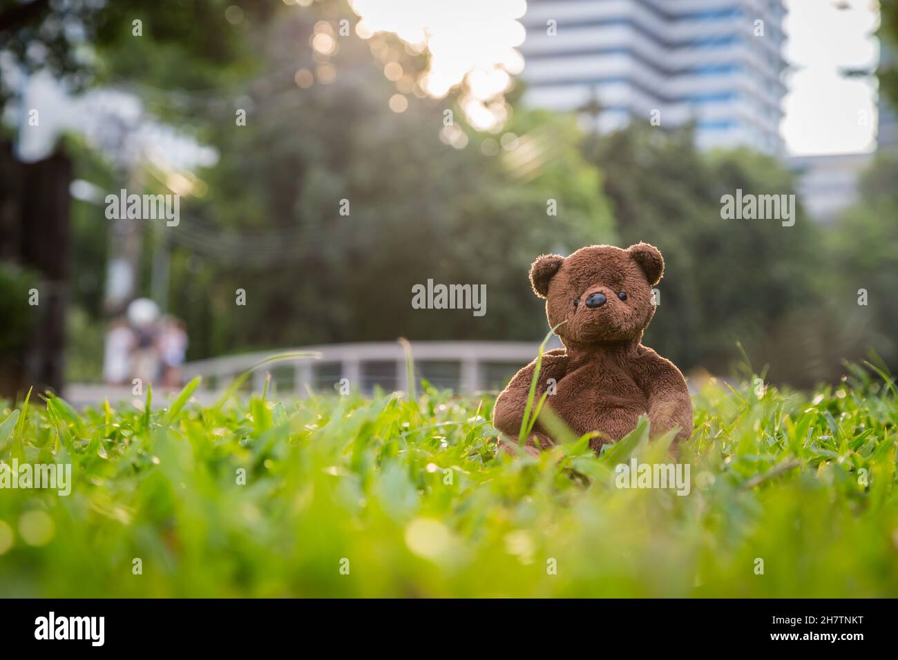 Brown bear doll sitting alone on the lawn background Stock Photo - Alamy