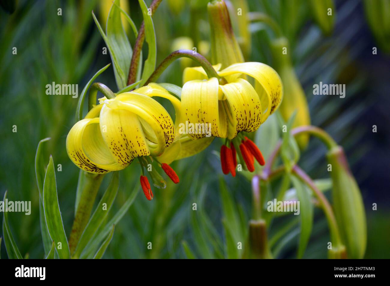 Pair of Lilium Pyrenaicum 'Yellow Turk's-cap Lily' Flowers grown in the Borders at Levens Hall & Gardens, Lake District National Park, Cumbria, UK. Stock Photo