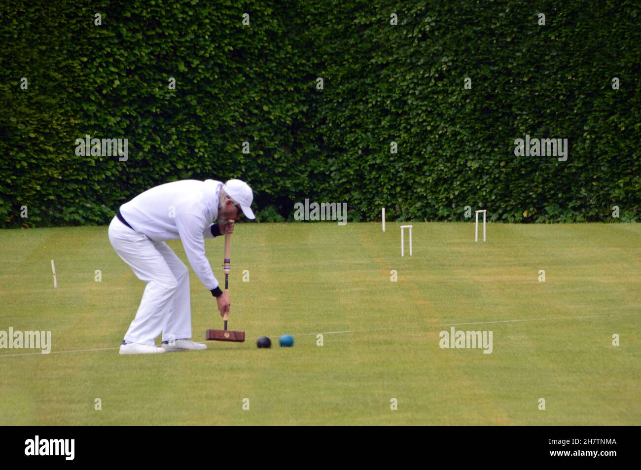 Mature Man Hitting Ball with Wooden Mallet on the Croquet Lawn at Levens Hall & Gardens, Lake District National Park, Cumbria, England, UK. Stock Photo